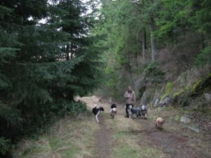 A man walking five dogs on a trail