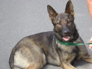 A picture of a German Shepherd wearing a green collar