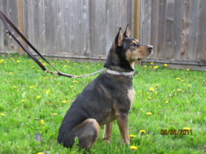 A picture of a German Shephard