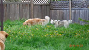 Two dogs standing in tall grass, another dog looking at them from a distance