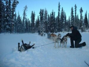 A man sitting on his knees with sleigh dogs